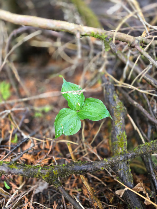 The Wild Knows the Way: Why Nurses & Caregivers Need Time Off the Grid